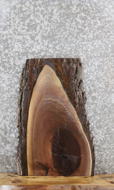 Black Walnut Live Edge Charcuterie/End Table Slab 5056